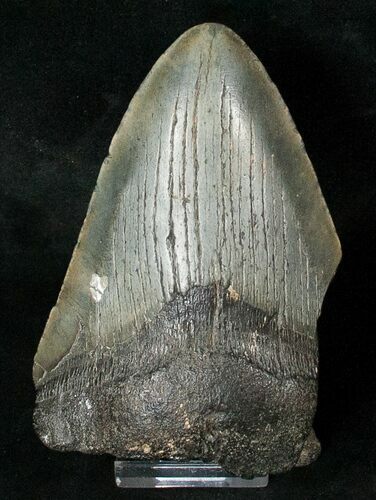Partial Fossil Megalodon Tooth #17252